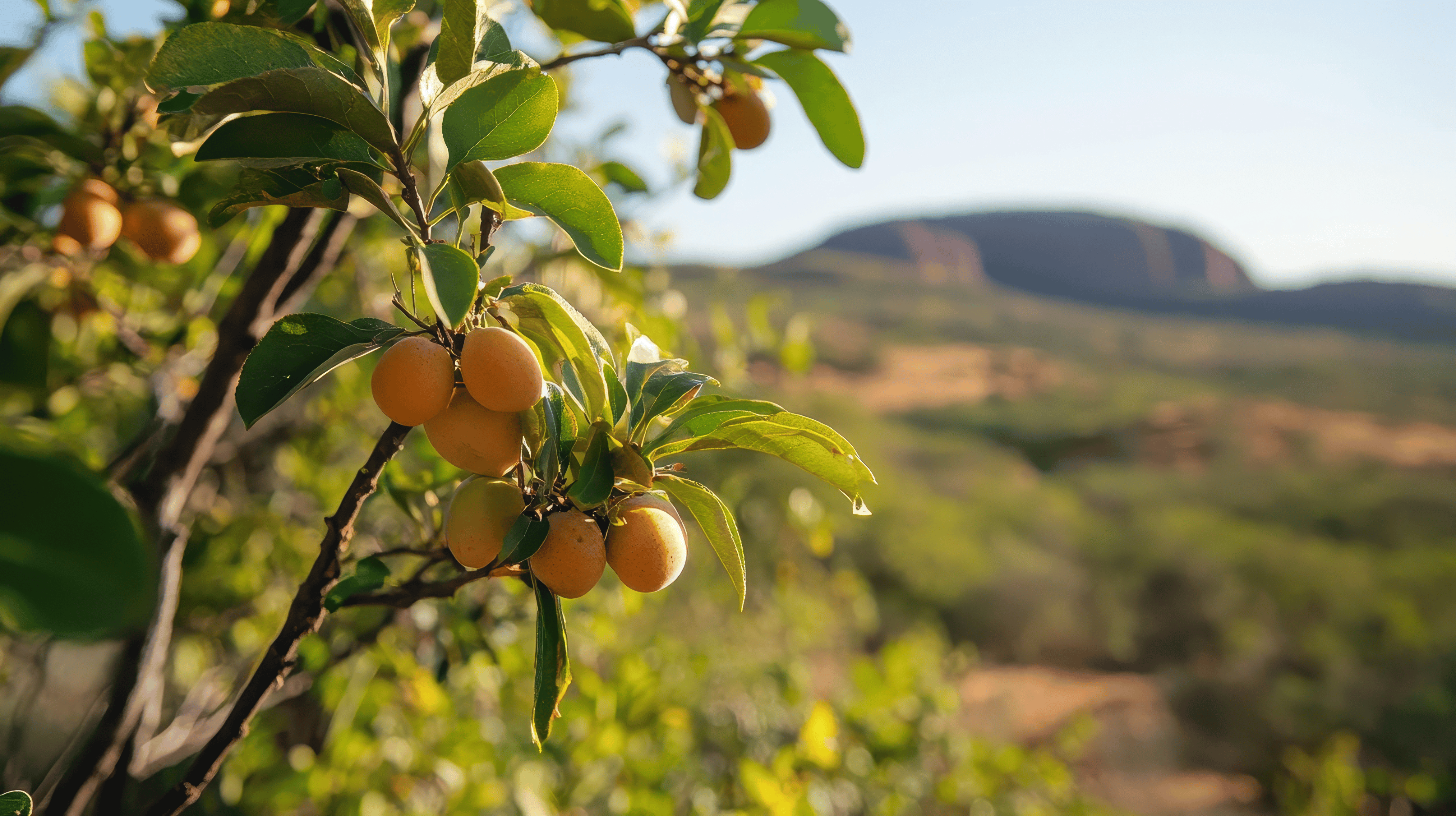 Kakadu Plum: Nature’s Most Powerful Source of Vitamin C and the Ingredient Everyone’s After