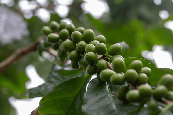 Green Coffee Bean Oil (Coffea Arabica)