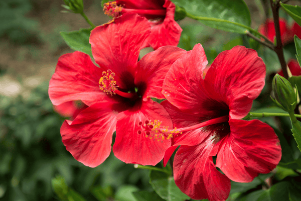 Hibiscus Oil (Hibiscus Rosa-Sinensis)