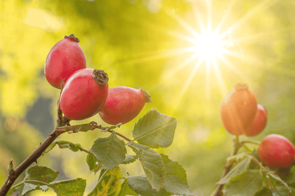 Rosehip (Rosa Rubiginosa)