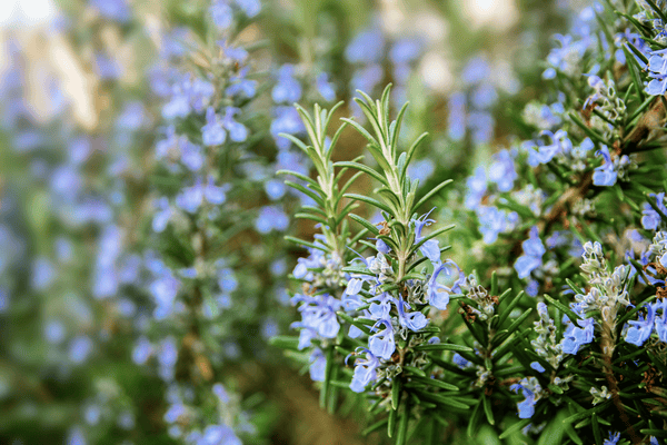 Rosemary Extract (Rosmarinus Officinalis)