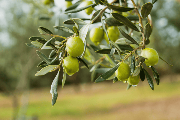Squalene (Olive Phytosqualane)