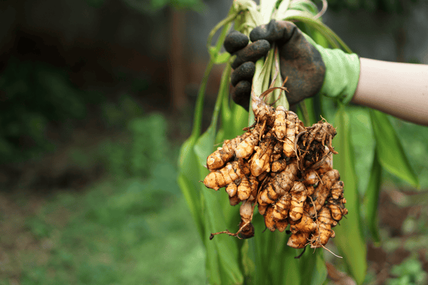 Wild-Harvested Turmeric (Curcuma)